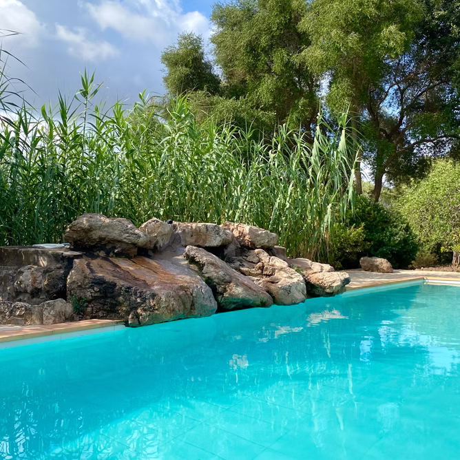 Pool mit Felsformation und Schilfgürtel